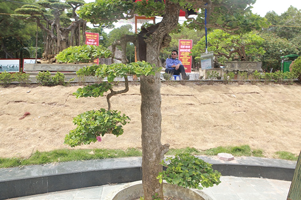 Ngắm cây hoa giấy bonsai được tạo tác như thác đổ - 7 Ngắm cây hoa giấy bonsai được tạo tác như thác đổ - 7