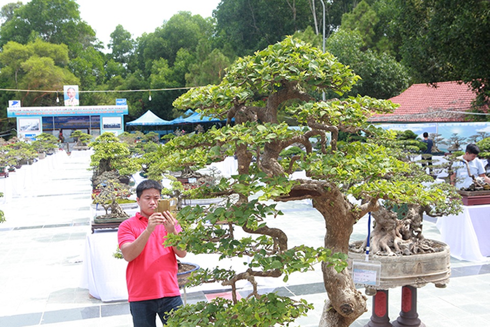 Ngắm cây hoa giấy bonsai được tạo tác như thác đổ - 8 Ngắm cây hoa giấy bonsai được tạo tác như thác đổ - 8