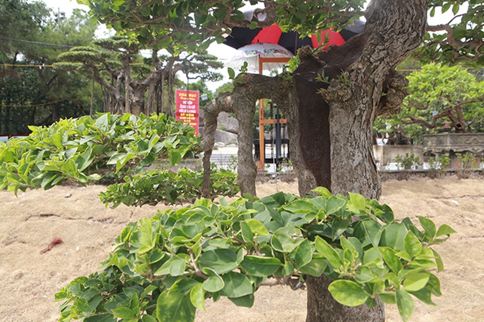 Ngắm cây hoa giấy bonsai được tạo tác như thác đổ - 9 Ngắm cây hoa giấy bonsai được tạo tác như thác đổ - 9