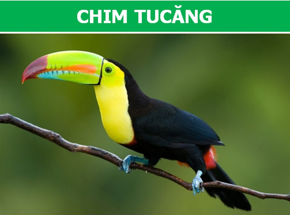 Những loài động vật kỳ lạ, giá trên trời vẫn được các đại gia săn lùng - 5 Những loài động vật kỳ lạ, giá trên trời vẫn được các đại gia săn lùng - 5