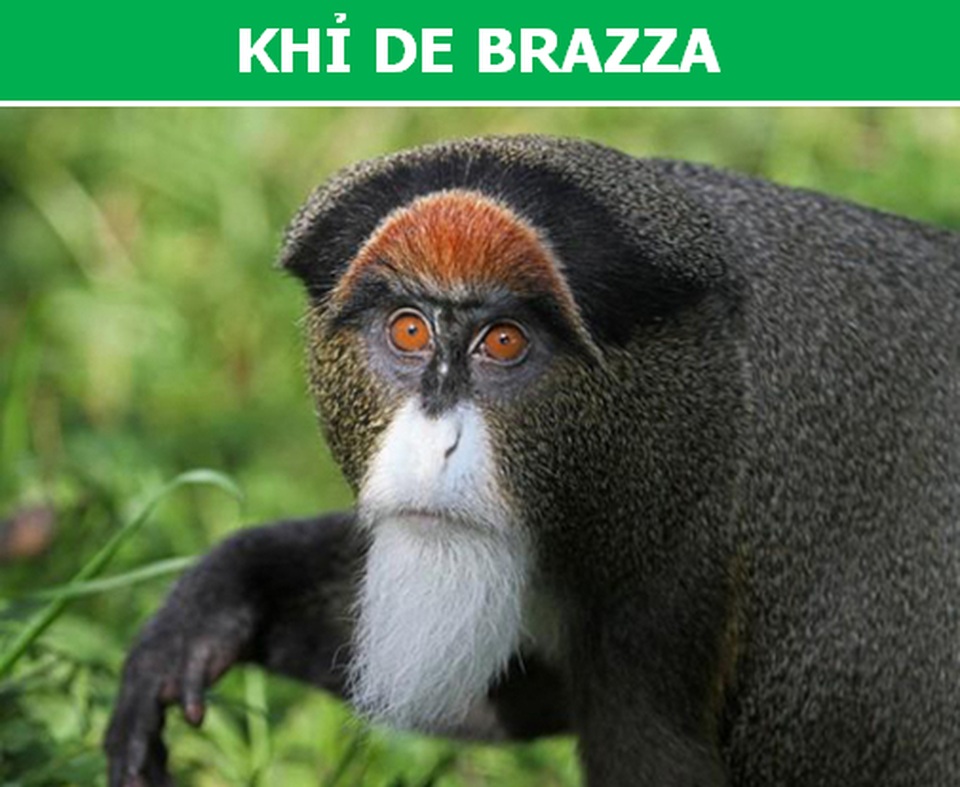 Những loài động vật kỳ lạ, giá trên trời vẫn được các đại gia săn lùng - 4 Những loài động vật kỳ lạ, giá trên trời vẫn được các đại gia săn lùng - 4