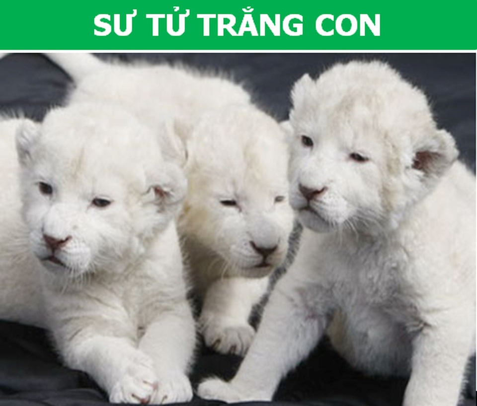 Những loài động vật kỳ lạ, giá trên trời vẫn được các đại gia săn lùng - 2 Những loài động vật kỳ lạ, giá trên trời vẫn được các đại gia săn lùng - 2