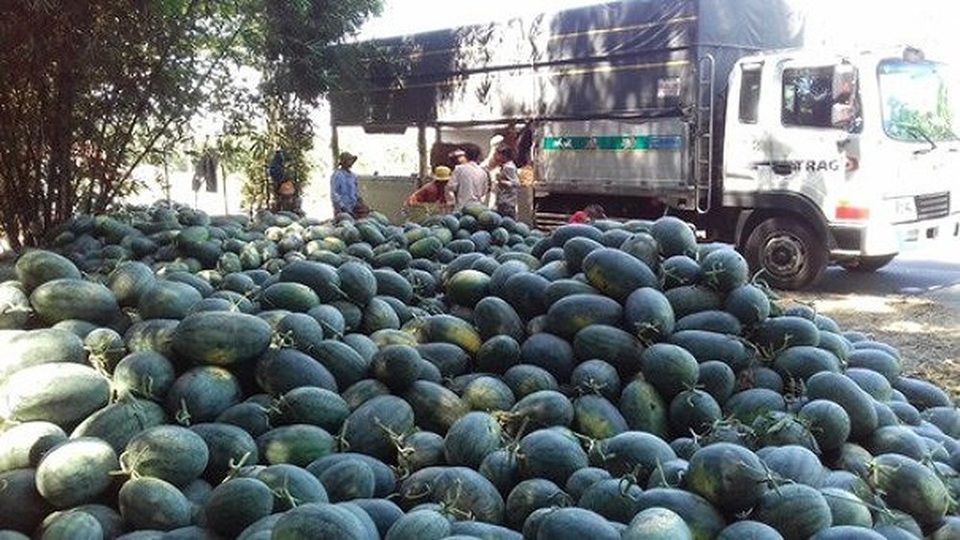 Trung Quốc làm khó, hàng loạt trái cây Việt mất giá nặng nề - 1 Trung Quốc làm khó, hàng loạt trái cây Việt mất giá nặng nề - 1