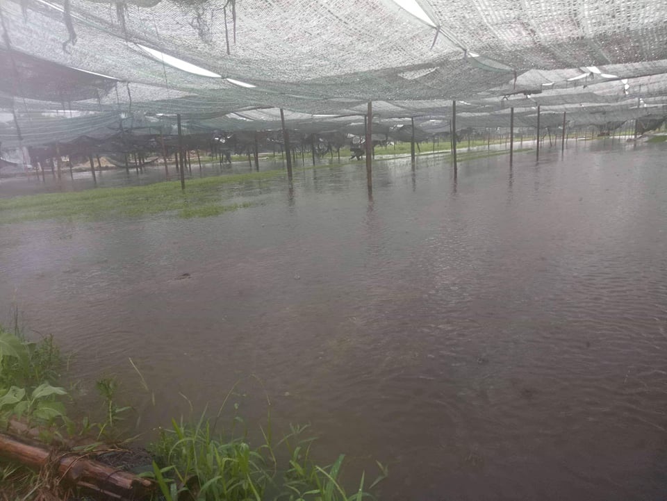 Hàng ngàn ha lúa hè thu chìm trong biển nước vì mưa lớn kéo dài - 2 Hàng ngàn ha lúa hè thu chìm trong biển nước vì mưa lớn kéo dài - 2