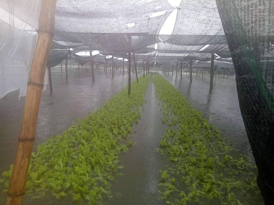 Hàng ngàn ha lúa hè thu chìm trong biển nước vì mưa lớn kéo dài - 3 Hàng ngàn ha lúa hè thu chìm trong biển nước vì mưa lớn kéo dài - 3