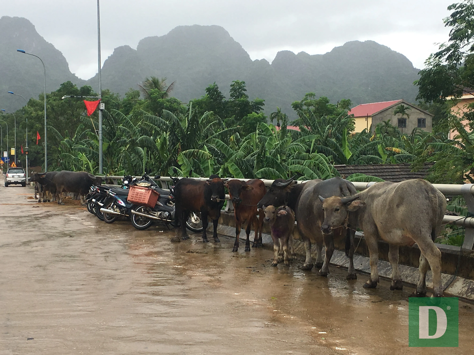 Nước lũ lên nhanh gây ngập, chia cắt nhiều nơi tại Quảng Bình - 14  Nước lũ lên nhanh gây ngập, chia cắt nhiều nơi tại Quảng Bình - 14