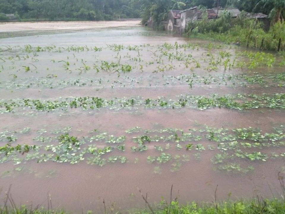 Hàng ngàn ha lúa hè thu chìm trong biển nước vì mưa lớn kéo dài - 4 Hàng ngàn ha lúa hè thu chìm trong biển nước vì mưa lớn kéo dài - 4