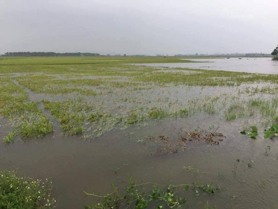 Hàng ngàn ha lúa hè thu chìm trong biển nước vì mưa lớn kéo dài - 5 Hàng ngàn ha lúa hè thu chìm trong biển nước vì mưa lớn kéo dài - 5