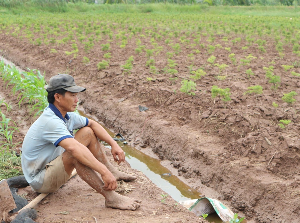 Sóc Trăng: Nông dân “dở khóc dở cười” vì nghe lời doanh nghiệp trồng cây đinh lăng - 1 Sóc Trăng: Nông dân “dở khóc dở cười” vì nghe lời doanh nghiệp trồng cây đinh lăng - 1