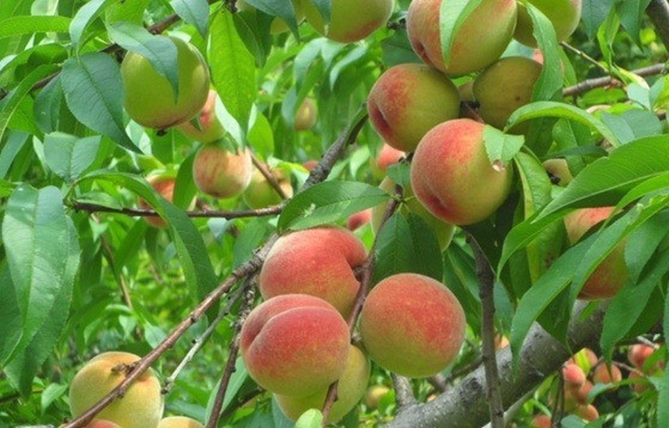 Những lợi ích sức khỏe của quả đào - 1 Những lợi ích sức khỏe của quả đào - 1