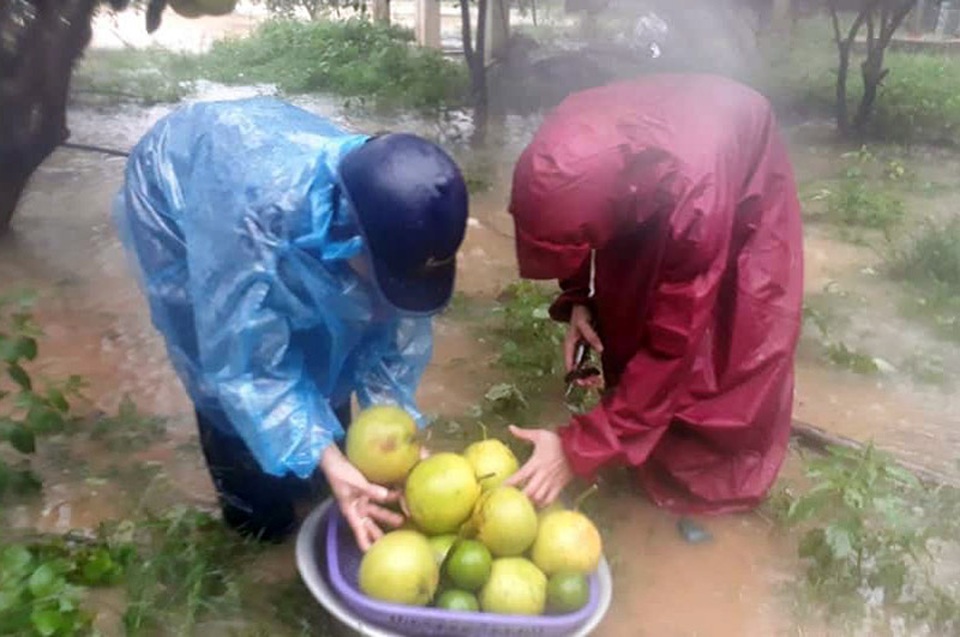 Cay đắng nhìn cả ngàn ha bưởi bị nhấn chìm, nguy cơ mất trắng trăm tỷ đồng - 6 Cay đắng nhìn cả ngàn ha bưởi bị nhấn chìm, nguy cơ mất trắng trăm tỷ đồng - 6