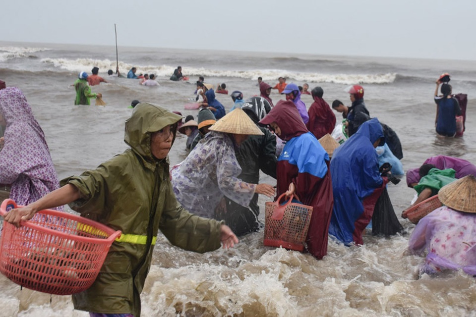 Biển động đánh vẹm dạt vào bờ, cả làng đổ xô đi vớt - 3 Biển động đánh vẹm dạt vào bờ, cả làng đổ xô đi vớt - 3