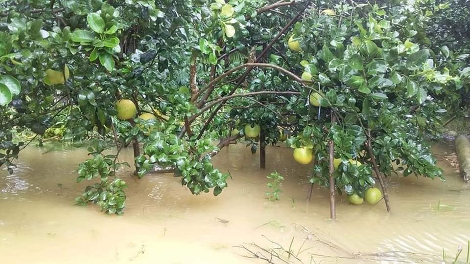 Cay đắng nhìn cả ngàn ha bưởi bị nhấn chìm, nguy cơ mất trắng trăm tỷ đồng - 2 Cay đắng nhìn cả ngàn ha bưởi bị nhấn chìm, nguy cơ mất trắng trăm tỷ đồng - 2