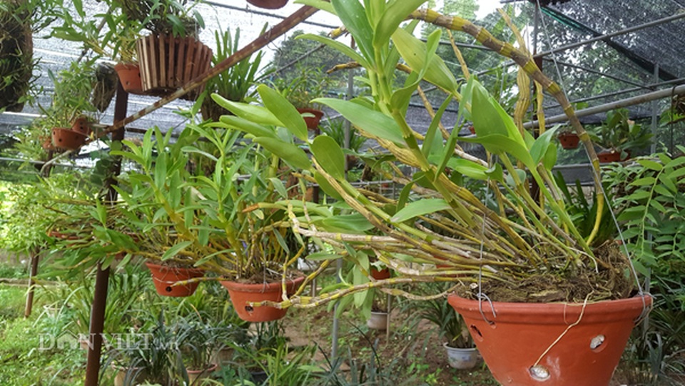 8X Lạng Sơn mê phong lan rừng: Kiếm trăm triệu từ 1 câu nhỡ mồm - 3 8X Lạng Sơn mê phong lan rừng: Kiếm trăm triệu từ 1 câu nhỡ mồm - 3