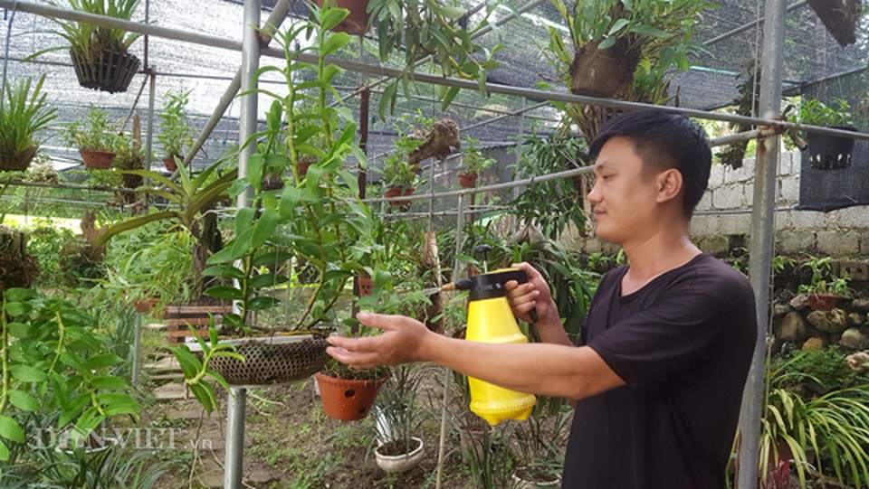 8X Lạng Sơn mê phong lan rừng: Kiếm trăm triệu từ 1 câu nhỡ mồm - 4 8X Lạng Sơn mê phong lan rừng: Kiếm trăm triệu từ 1 câu nhỡ mồm - 4