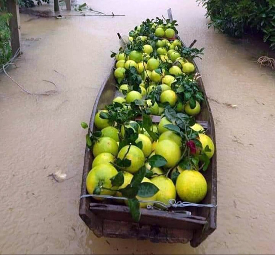 Cay đắng nhìn cả ngàn ha bưởi bị nhấn chìm, nguy cơ mất trắng trăm tỷ đồng - 10 Cay đắng nhìn cả ngàn ha bưởi bị nhấn chìm, nguy cơ mất trắng trăm tỷ đồng - 10