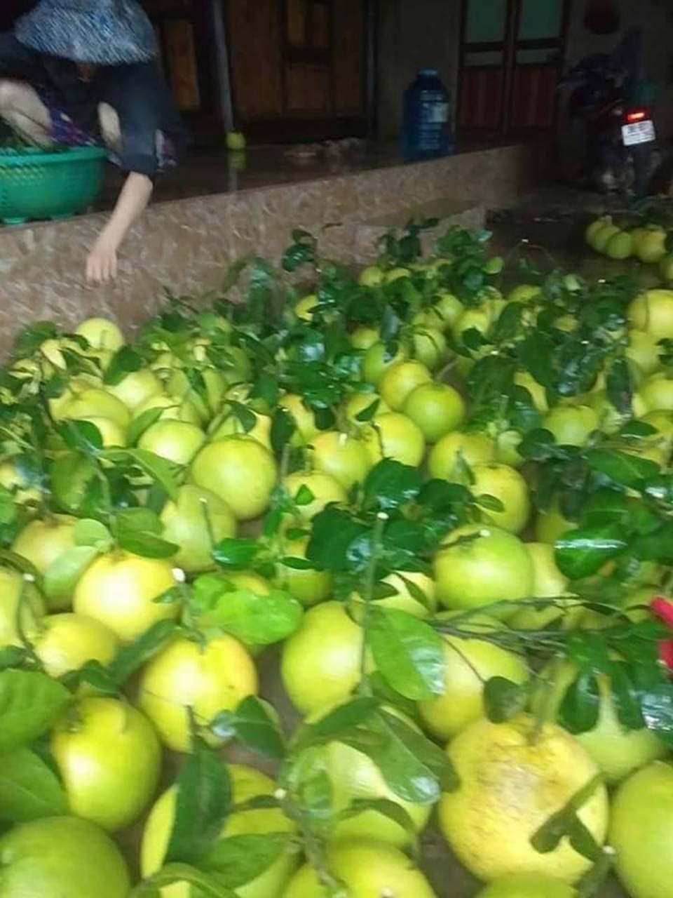 Cay đắng nhìn cả ngàn ha bưởi bị nhấn chìm, nguy cơ mất trắng trăm tỷ đồng - 12 Cay đắng nhìn cả ngàn ha bưởi bị nhấn chìm, nguy cơ mất trắng trăm tỷ đồng - 12