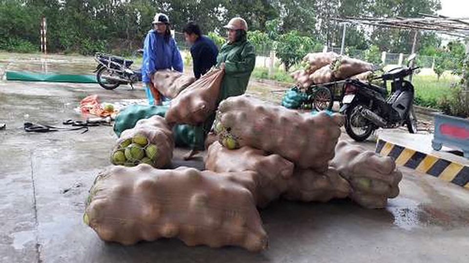 Cay đắng nhìn cả ngàn ha bưởi bị nhấn chìm, nguy cơ mất trắng trăm tỷ đồng - 14 Cay đắng nhìn cả ngàn ha bưởi bị nhấn chìm, nguy cơ mất trắng trăm tỷ đồng - 14