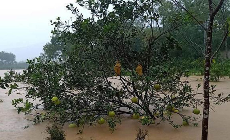 Cay đắng nhìn cả ngàn ha bưởi bị nhấn chìm, nguy cơ mất trắng trăm tỷ đồng - 3 Cay đắng nhìn cả ngàn ha bưởi bị nhấn chìm, nguy cơ mất trắng trăm tỷ đồng - 3
