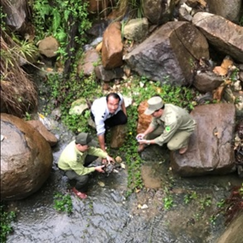 Phát hiện cá thể rùa núi viền bò vào nhà, người dân bắt giao nộp cho cơ quan chức năng - 1 Phát hiện cá thể rùa núi viền bò vào nhà, người dân bắt giao nộp cho cơ quan chức năng - 1