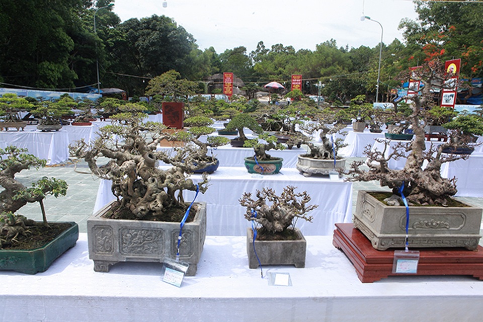 Dàn si mini, có cây bé lọt lòng bàn tay giá hàng chục tới hàng trăm triệu - 1 Dàn si mini, có cây bé lọt lòng bàn tay giá hàng chục tới hàng trăm triệu - 1