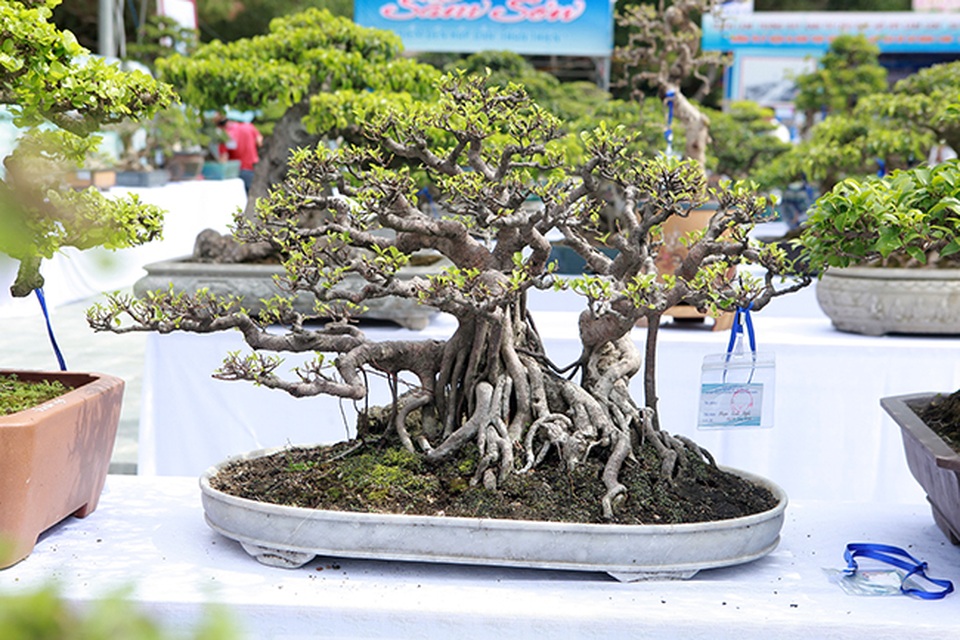 Dàn si mini, có cây bé lọt lòng bàn tay giá hàng chục tới hàng trăm triệu - 13 Dàn si mini, có cây bé lọt lòng bàn tay giá hàng chục tới hàng trăm triệu - 13