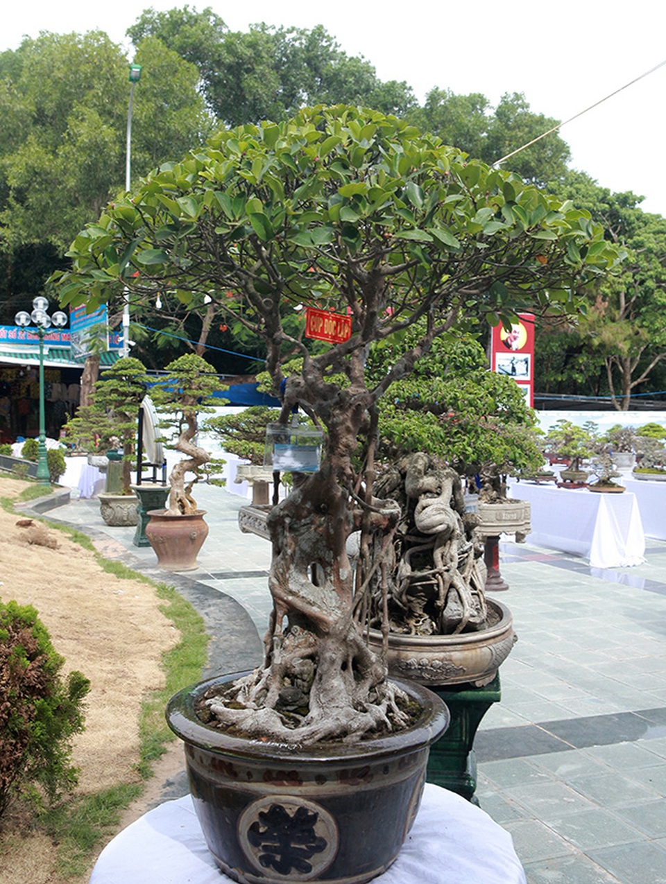 Dàn si mini, có cây bé lọt lòng bàn tay giá hàng chục tới hàng trăm triệu - 2 Dàn si mini, có cây bé lọt lòng bàn tay giá hàng chục tới hàng trăm triệu - 2