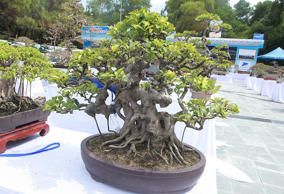 Dàn si mini, có cây bé lọt lòng bàn tay giá hàng chục tới hàng trăm triệu - 9 Dàn si mini, có cây bé lọt lòng bàn tay giá hàng chục tới hàng trăm triệu - 9