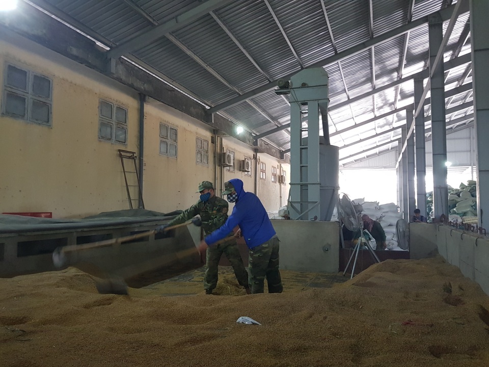 Máy sấy chạy hết công suất “cứu” hàng trăm tấn lúa ngập nước, nảy mầm - 4 Máy sấy chạy hết công suất “cứu” hàng trăm tấn lúa ngập nước, nảy mầm - 4