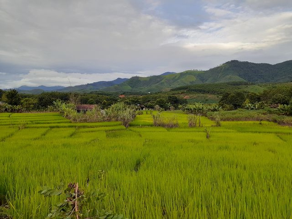 Gia Lai: Xuất hiện thương lái mua sâu ba sọc với giá hơn 1,5 triệu đồng/kg - 2 Gia Lai: Xuất hiện thương lái mua sâu ba sọc với giá hơn 1,5 triệu đồng/kg - 2