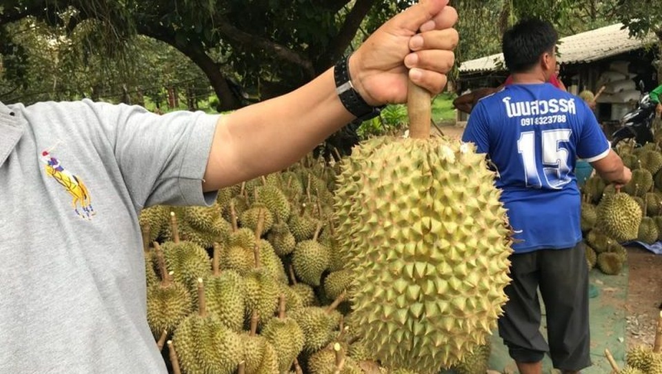 Hy hữu: Nhắm rượu với sầu riêng, người đàn ông qua đời - 1 Hy hữu: Nhắm rượu với sầu riêng, người đàn ông qua đời - 1