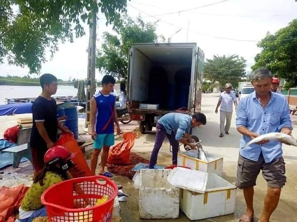 Xác định nguyên nhân khiến hàng chục tấn cá đặc sản chết trắng bè - 2 Xác định nguyên nhân khiến hàng chục tấn cá đặc sản chết trắng bè - 2