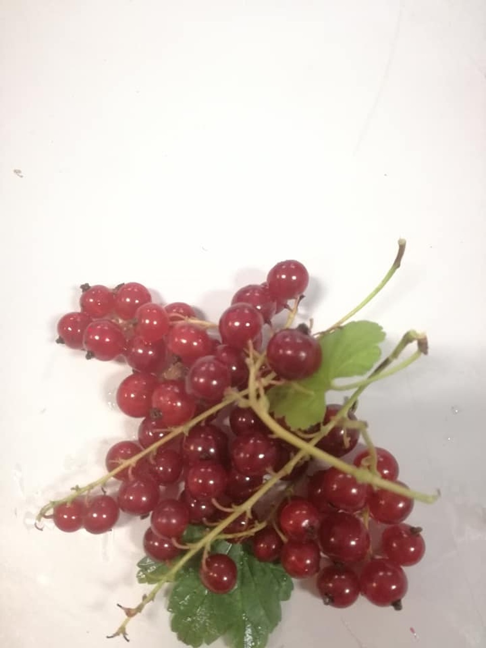 Nho chuỗi ngọc 2 triệu đồng/kg: Cây bụi mọc đầy rừng, ăn chua loét - 2 Nho chuỗi ngọc 2 triệu đồng/kg: Cây bụi mọc đầy rừng, ăn chua loét - 2