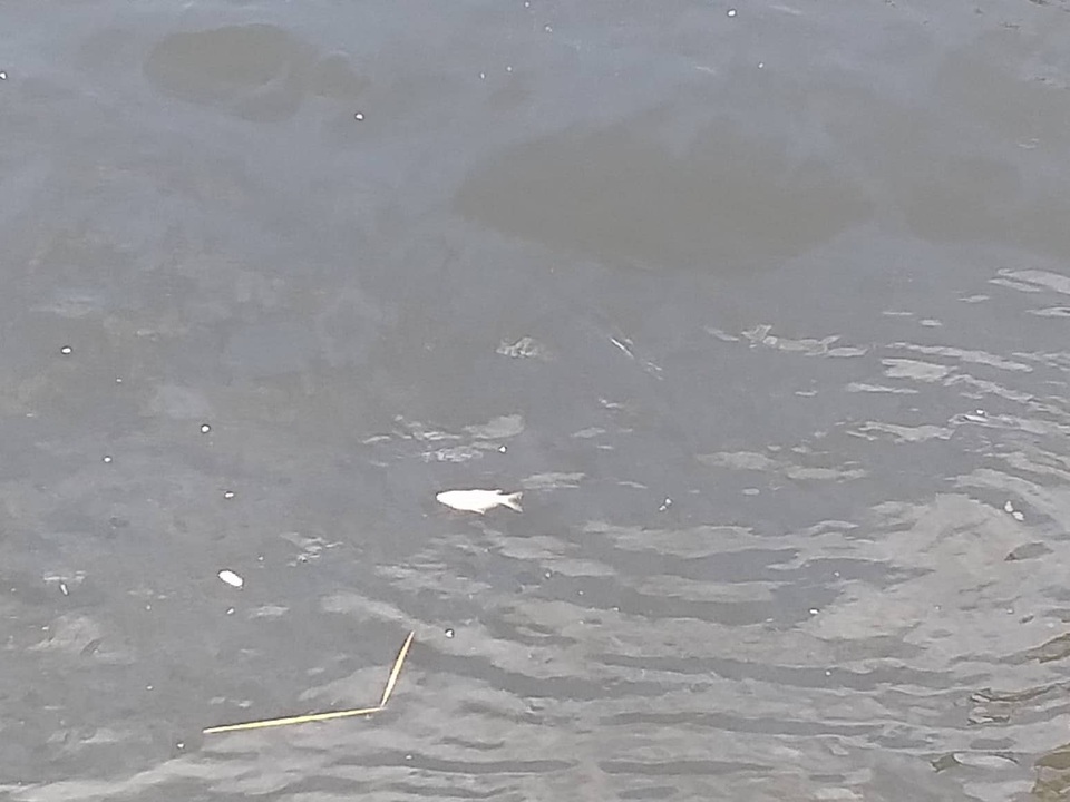 Nước sông Vinh bất ngờ đổi màu đen và bốc mùi hôi thối - 4 Nước sông Vinh bất ngờ đổi màu đen và bốc mùi hôi thối - 4