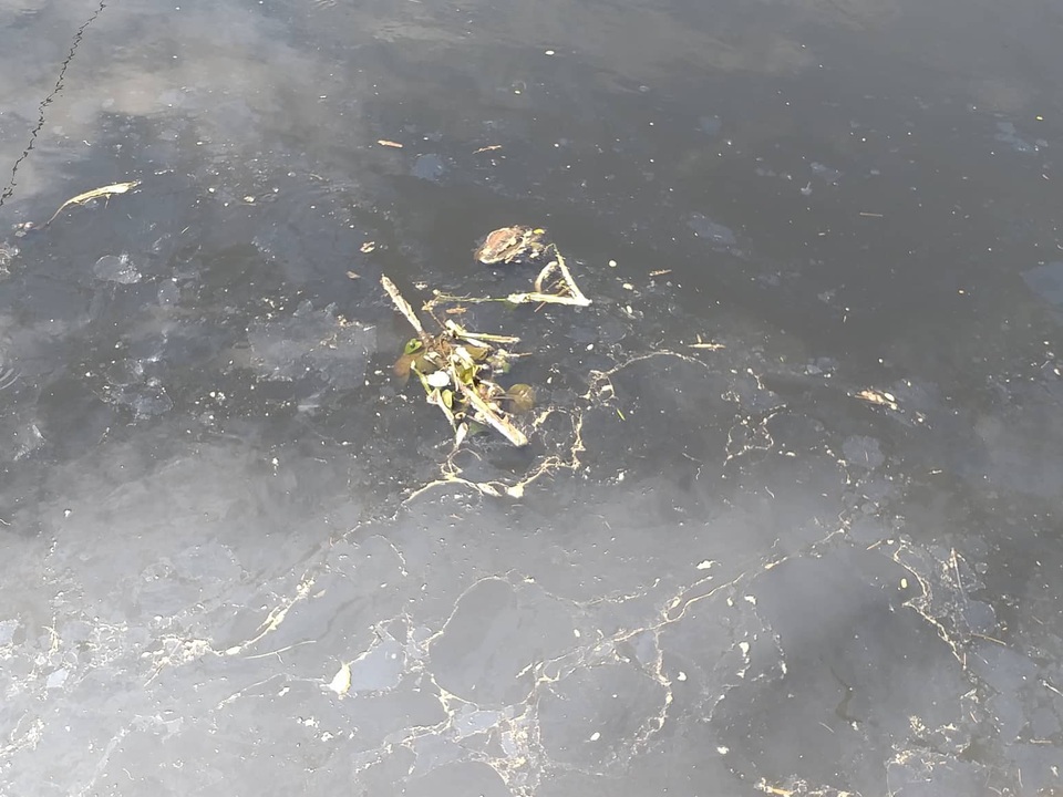 Nước sông Vinh bất ngờ đổi màu đen và bốc mùi hôi thối - 2 Nước sông Vinh bất ngờ đổi màu đen và bốc mùi hôi thối - 2