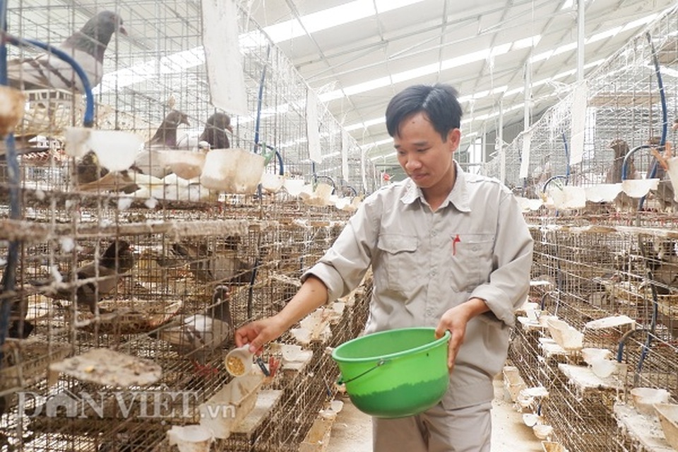 Kỹ sư bỏ nghề về nuôi chim bồ câu, lứa đầu trắng tay sau là tỷ phú - 2 Kỹ sư bỏ nghề về nuôi chim bồ câu, lứa đầu trắng tay sau là tỷ phú - 2