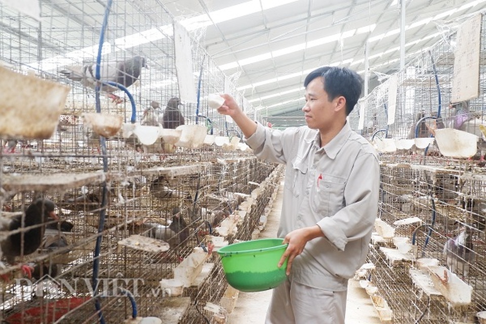 Kỹ sư bỏ nghề về nuôi chim bồ câu, lứa đầu trắng tay sau là tỷ phú - 3 Kỹ sư bỏ nghề về nuôi chim bồ câu, lứa đầu trắng tay sau là tỷ phú - 3