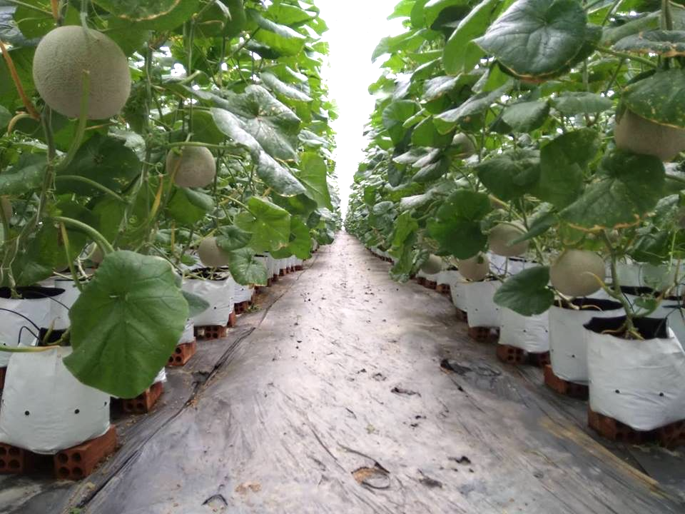 Mô hình sản xuất nông nghiệp hiệu quả ở địa phương đạt chuẩn nông thôn mới - 8 Mô hình sản xuất nông nghiệp hiệu quả ở địa phương đạt chuẩn nông thôn mới - 8