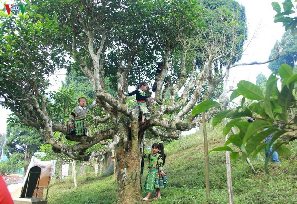 Cảnh báo cho người nước ngoài thuê cây chè cổ thụ ở Hà Giang - 1 Cảnh báo cho người nước ngoài thuê cây chè cổ thụ ở Hà Giang - 1