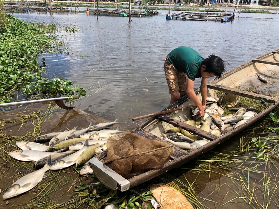 Gần 70 tấn cá lồng bỗng dưng... chết sạch - 1 Gần 70 tấn cá lồng bỗng dưng... chết sạch - 1