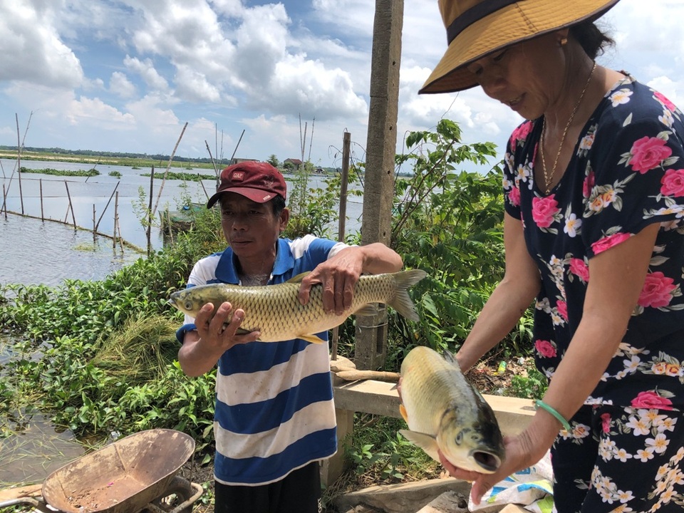 Gần 70 tấn cá lồng bỗng dưng... chết sạch - 2 Gần 70 tấn cá lồng bỗng dưng... chết sạch - 2