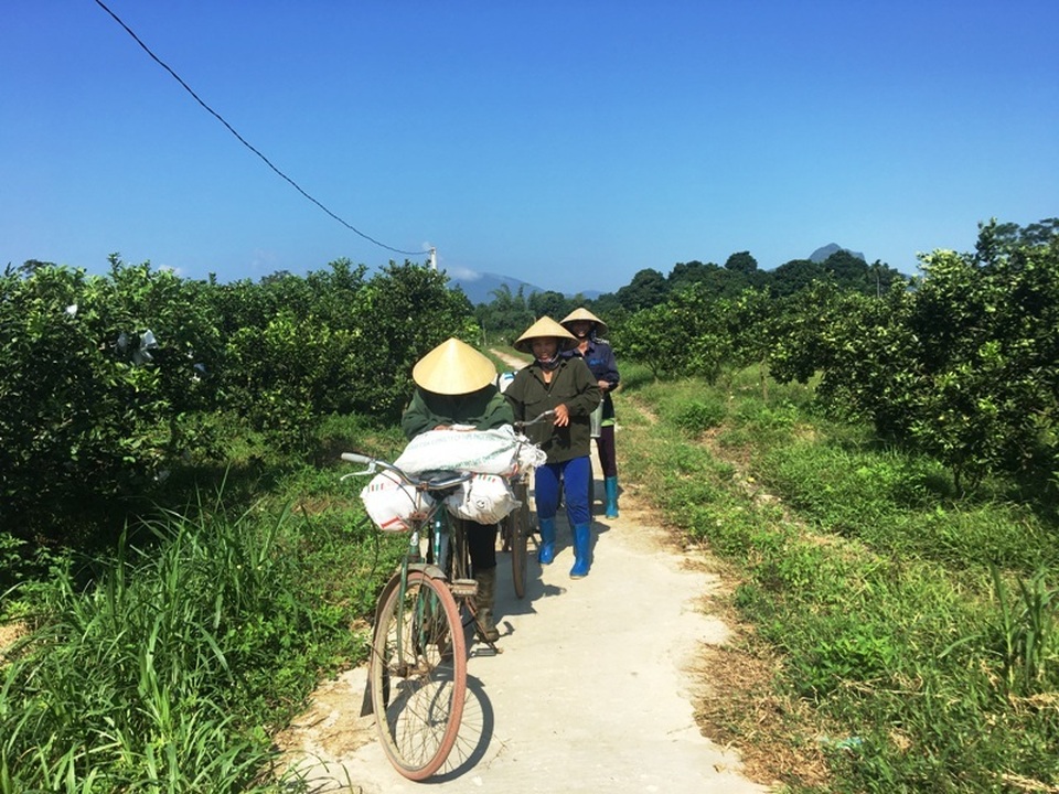 Rời Thủ đô, vợ chồng cử nhân xứ Thanh về quê trồng bưởi, ổi, cam ....thu tiền tỷ - 6 Rời Thủ đô, vợ chồng cử nhân xứ Thanh về quê trồng bưởi, ổi, cam ....thu tiền tỷ - 6