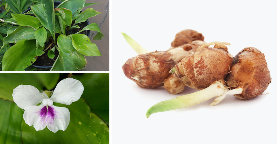 Việt Nam vừa chiết xuất thành công hoạt chất mới giúp giảm bệnh xương khớp - 2 Việt Nam vừa chiết xuất thành công hoạt chất mới giúp giảm bệnh xương khớp - 2