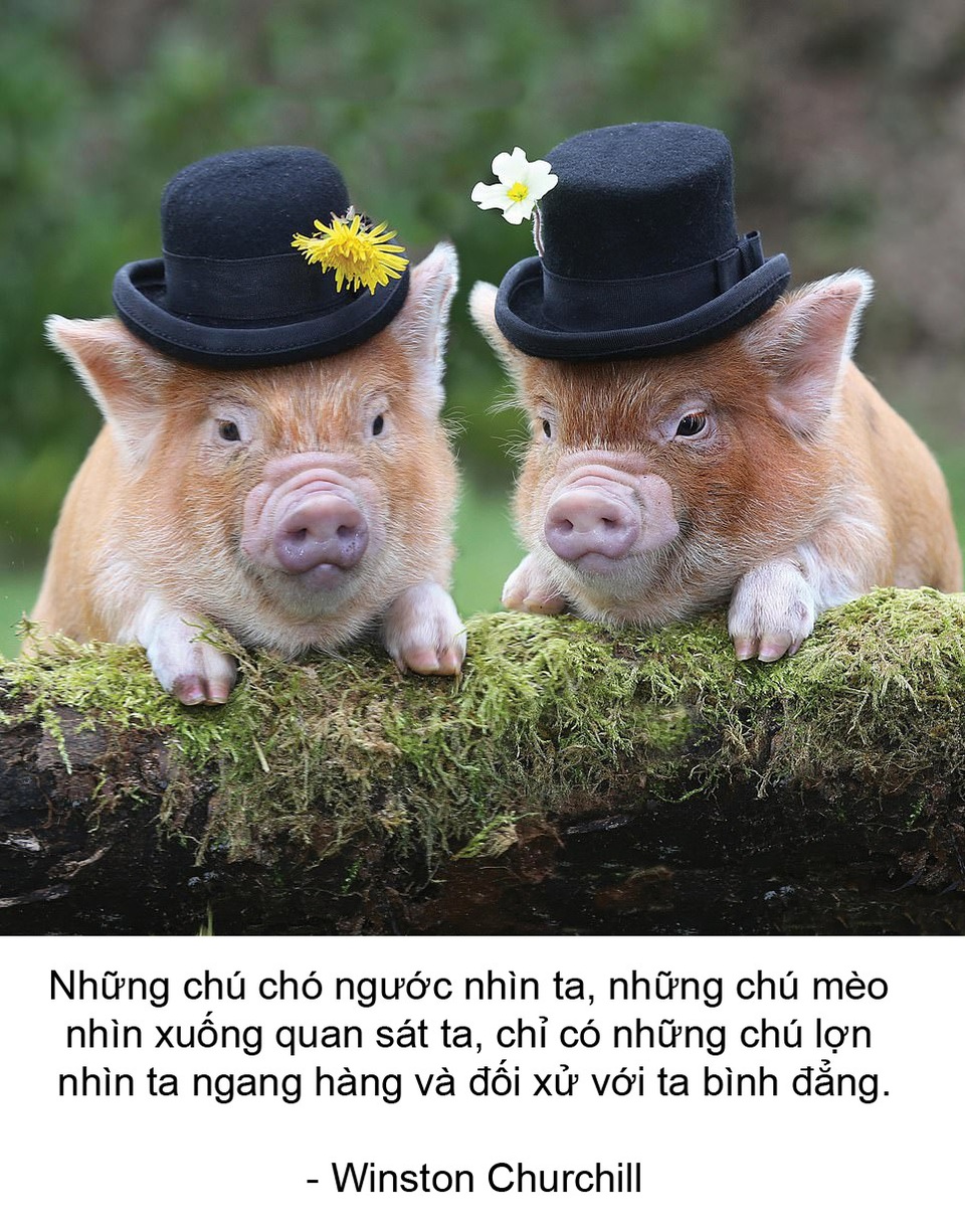 Thú vị bộ sách ảnh “thông thái” xoay quanh... những chú lợn - 4 Thú vị bộ sách ảnh “thông thái” xoay quanh... những chú lợn - 4