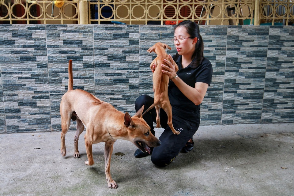 Cận cảnh đàn chó Phú Quốc bạc tỷ của “bóng hồng” xinh đẹp Hà Nội - 1 Cận cảnh đàn chó Phú Quốc bạc tỷ của “bóng hồng” xinh đẹp Hà Nội - 1
