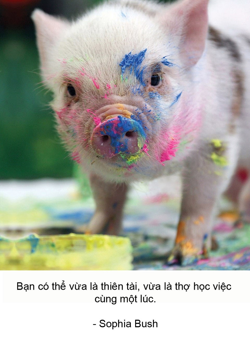 Thú vị bộ sách ảnh “thông thái” xoay quanh... những chú lợn - 8 Thú vị bộ sách ảnh “thông thái” xoay quanh... những chú lợn - 8