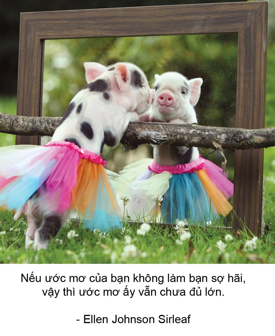 Thú vị bộ sách ảnh “thông thái” xoay quanh... những chú lợn - 2 Thú vị bộ sách ảnh “thông thái” xoay quanh... những chú lợn - 2