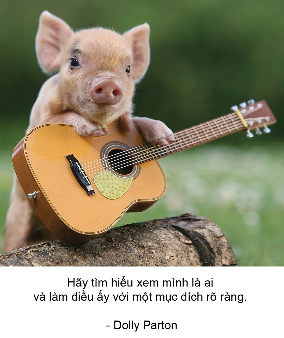 Thú vị bộ sách ảnh “thông thái” xoay quanh... những chú lợn - 9 Thú vị bộ sách ảnh “thông thái” xoay quanh... những chú lợn - 9