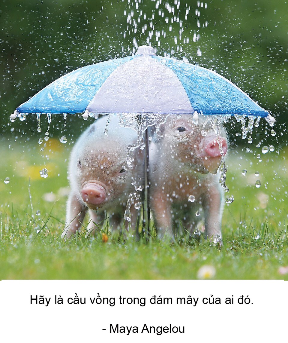 Thú vị bộ sách ảnh “thông thái” xoay quanh... những chú lợn - 1 Thú vị bộ sách ảnh “thông thái” xoay quanh... những chú lợn - 1