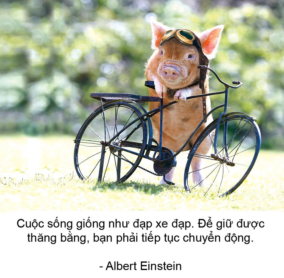 Thú vị bộ sách ảnh “thông thái” xoay quanh... những chú lợn - 10 Thú vị bộ sách ảnh “thông thái” xoay quanh... những chú lợn - 10